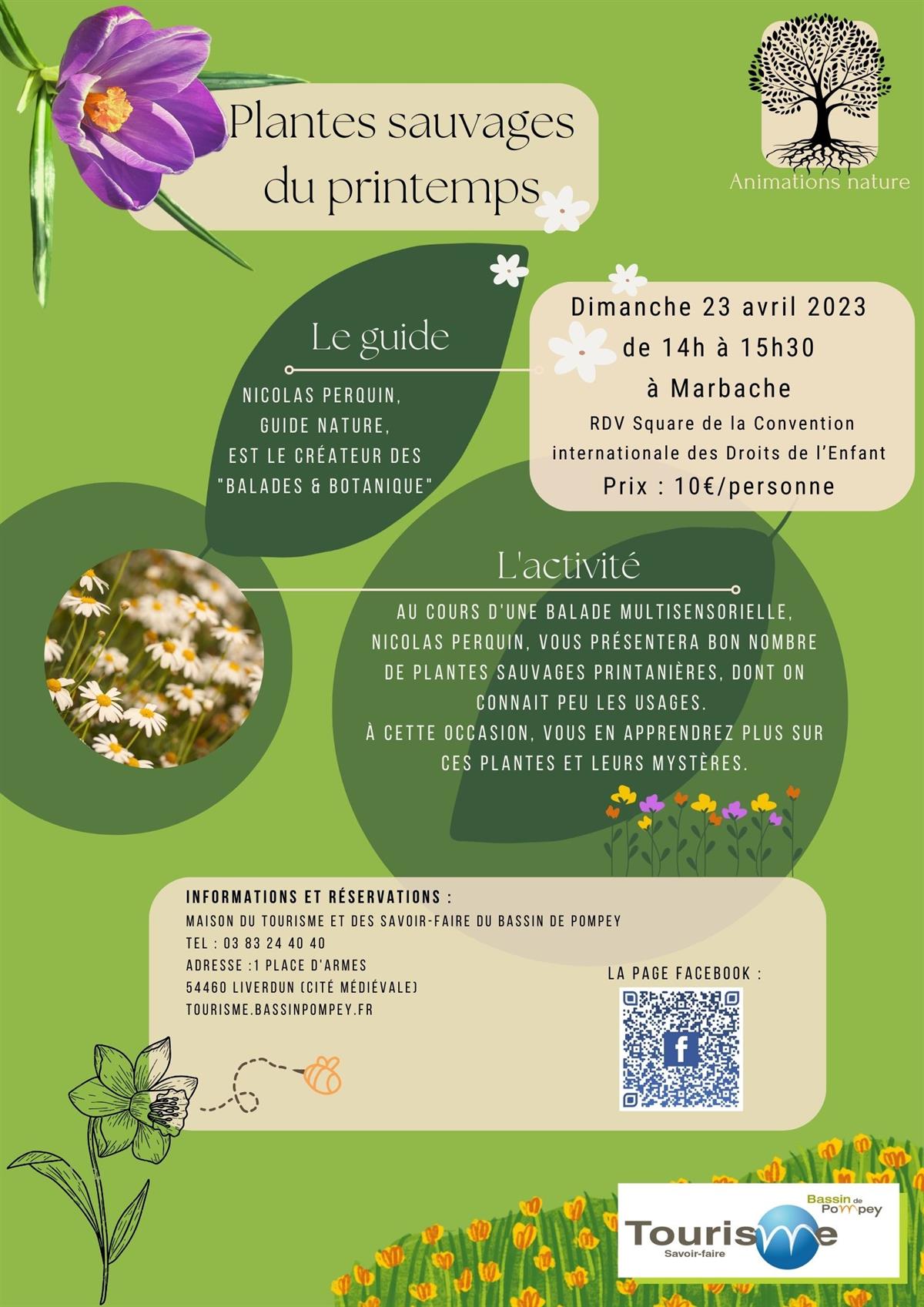 SORTIE NATURE : PLANTES SAUVAGES DU PRINTEMPS