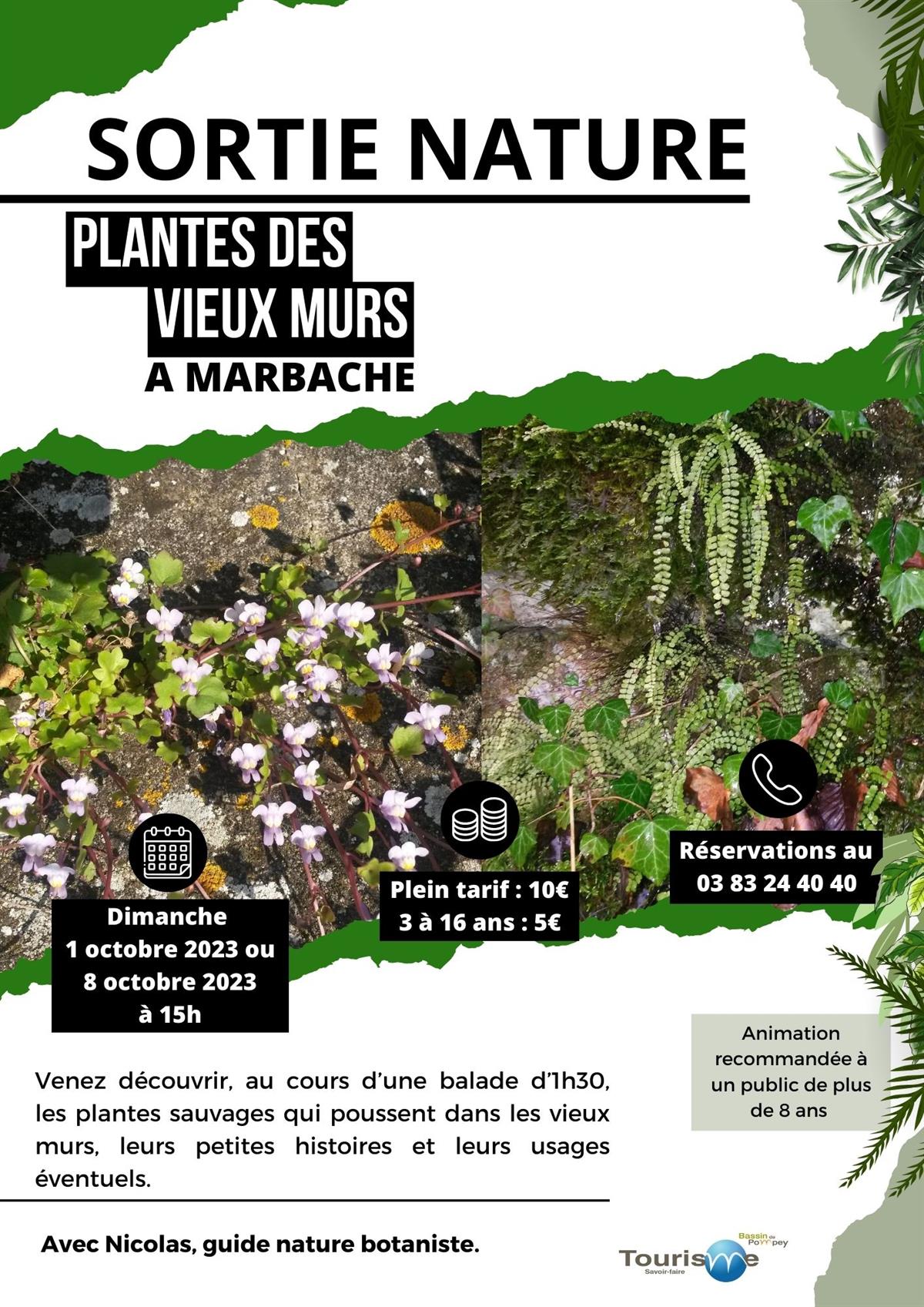 SORTIE NATURE : PLANTES DES VIEUX MURS
