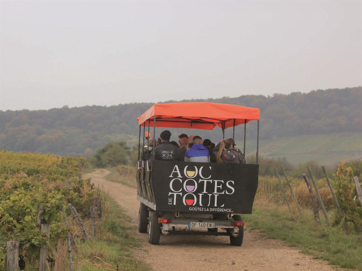 VISITS TO THE LELIEVRE CELLAR AND VINEYARD