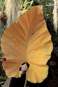 EXPOSITION BELLES PLANTES 1
